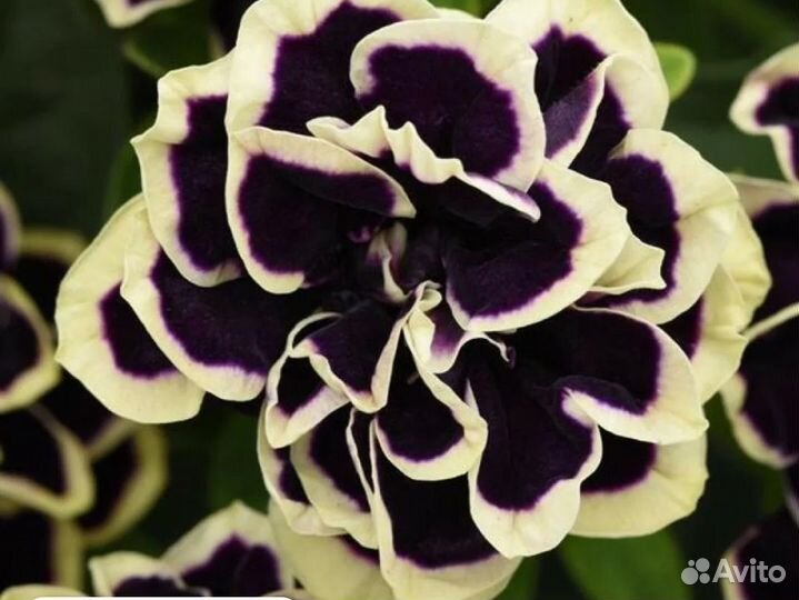 Вегетативная петуния