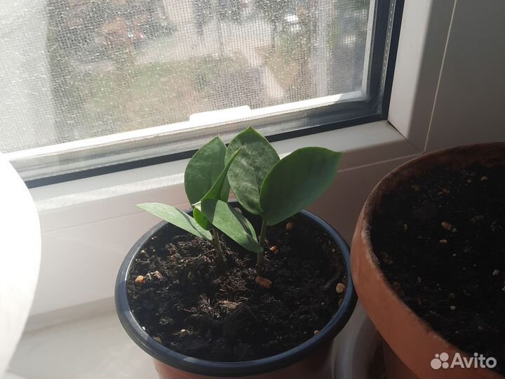 Замиокулькас