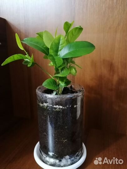 Флорариум из отростков цитрусовых