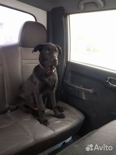 Собака в добрые руки отдам бесплатно