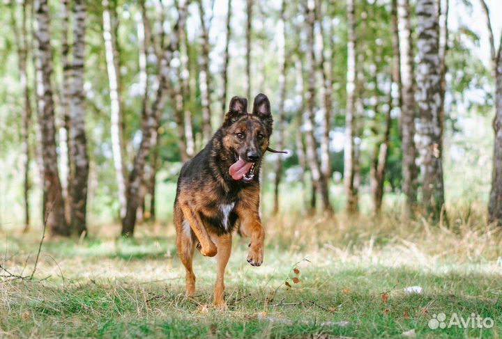 Метис бельгийской овчарки в приюте