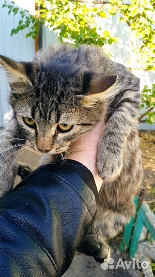 Котик 4 месяца метис
