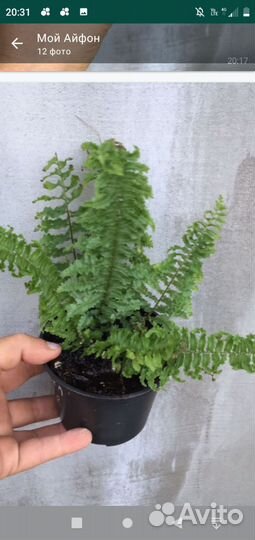 Комнатные растения