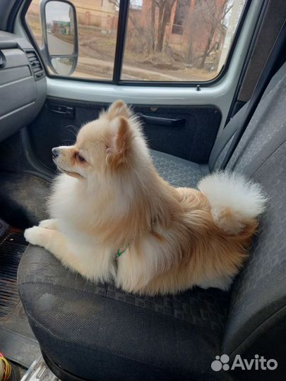 Померанский шпиц вязка