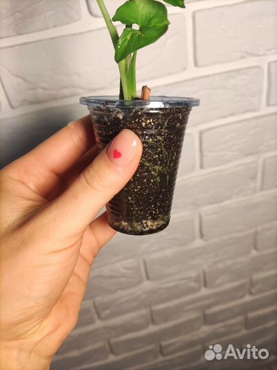 Сингониум конфетти