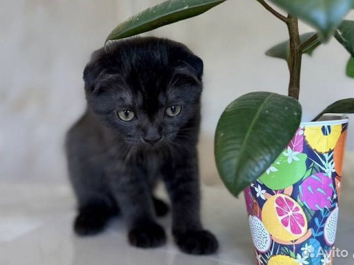 Шотландские котята