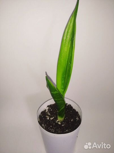 Сансевиерия манолин