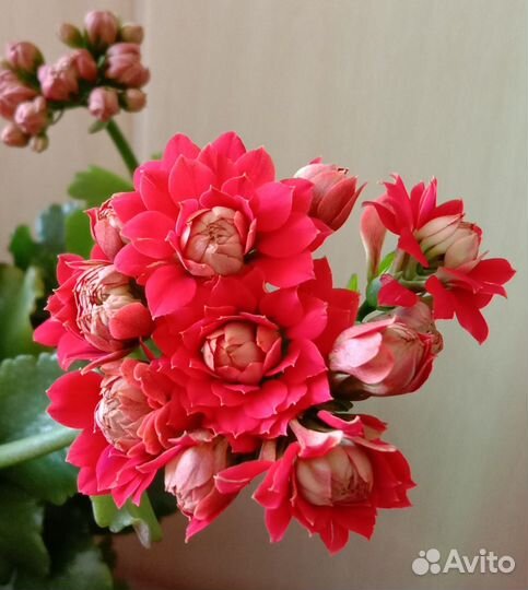 Каланхое
