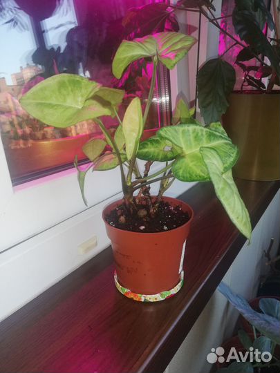 Сингониум Вайт Баттерфляй