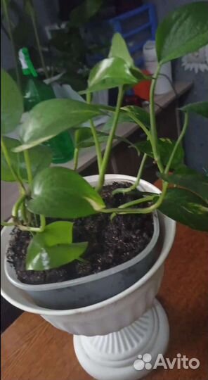 Лиана стендапсус