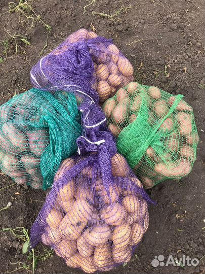 Картофель свежий урожай