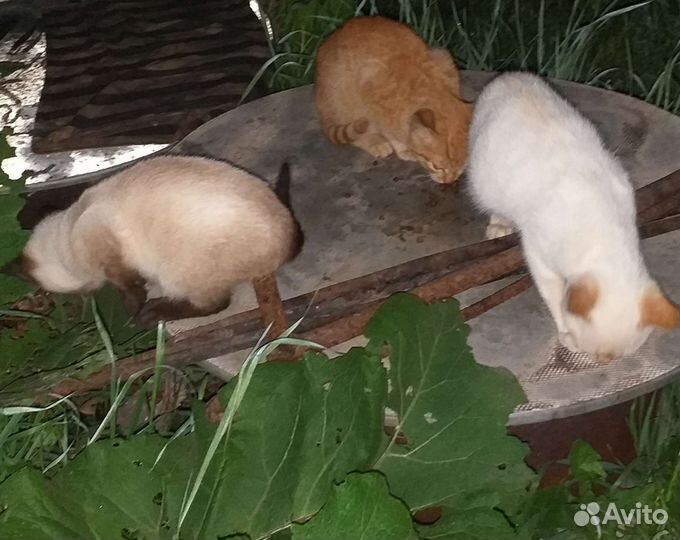 Котята в дар