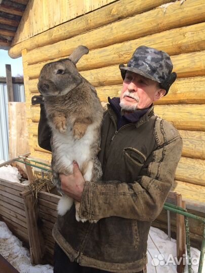 Молодняк кролики, самцы