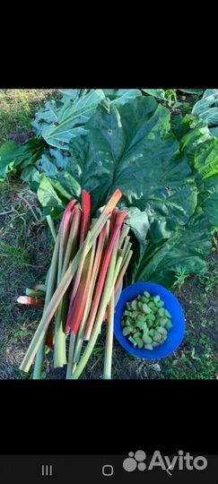 Ревень корень