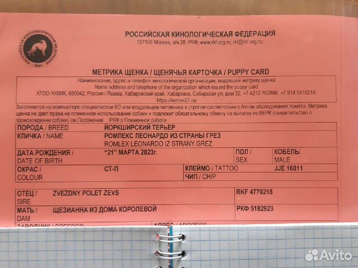 Йоркширский терьер щенки стандарт