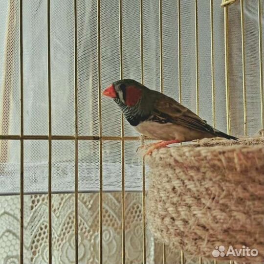 Зебровые амадины