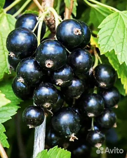 Смородина черная белая красная Крыжовник 3 вида