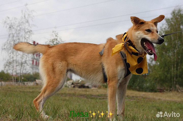 Привязали к дереву и бросили.Ей не место в клетке