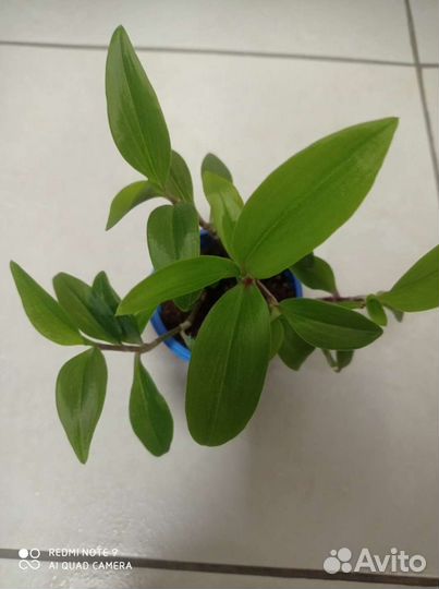 Традесканции