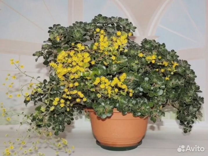 Аихризон дерево любви