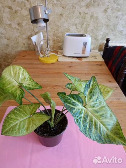 Сингониум сортовой Грин мутейшен