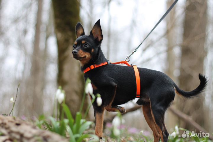 Вязка той-терьер