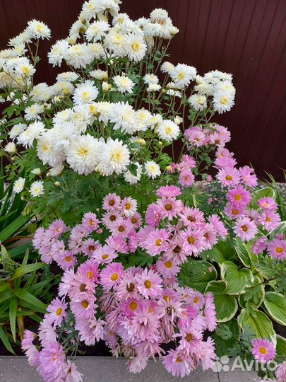 Многолетние цветы для сада