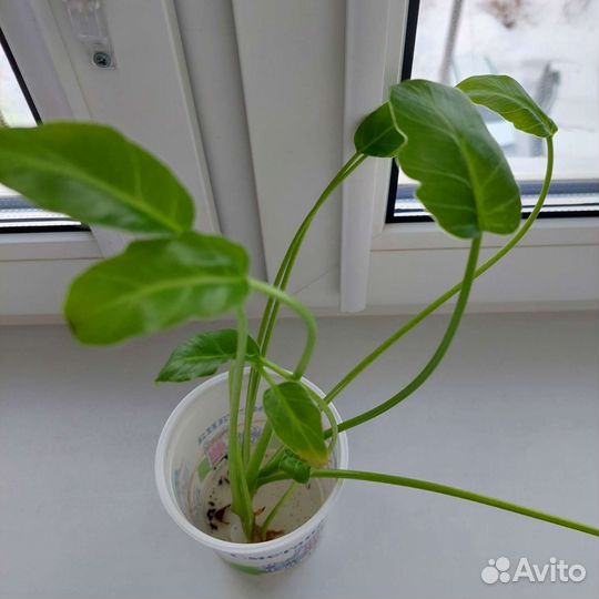 Филодендрон