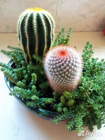 Кактусы и суккуленты