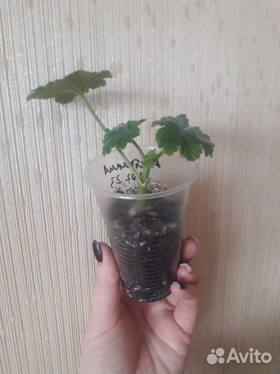 Пеларгония Australian pink rosebud, Swanland Pink