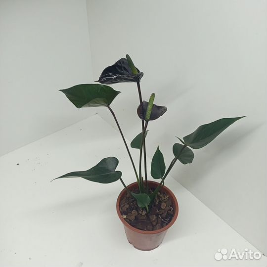 Антуриум черный сорт Блэк Лав