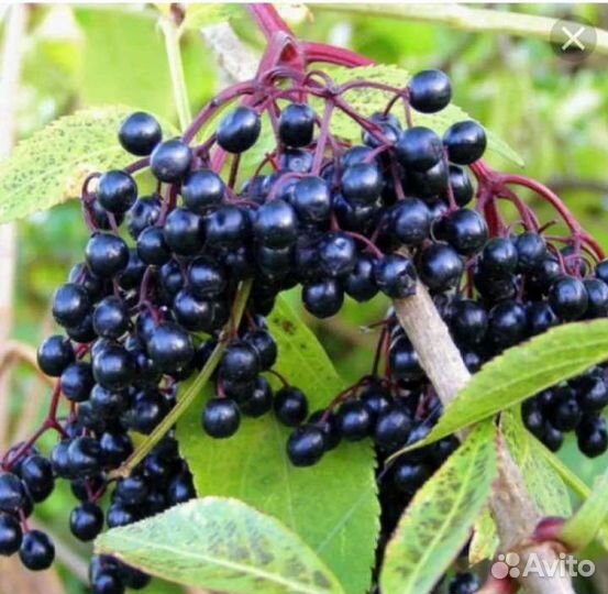 Бузина черная лекарственная