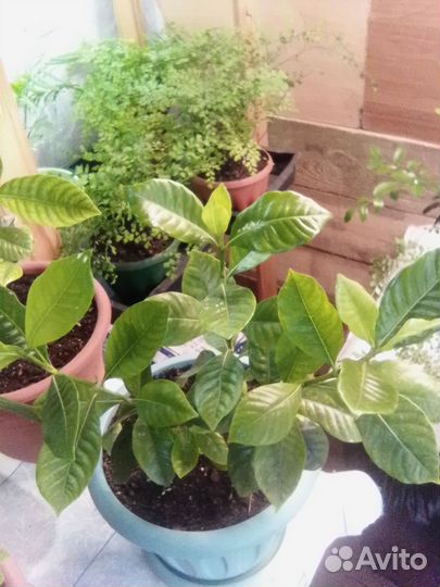 Комнатные растения