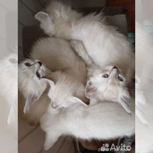 Невский маскарадный котёнок