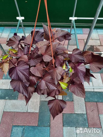 Ипомея батат декоративная