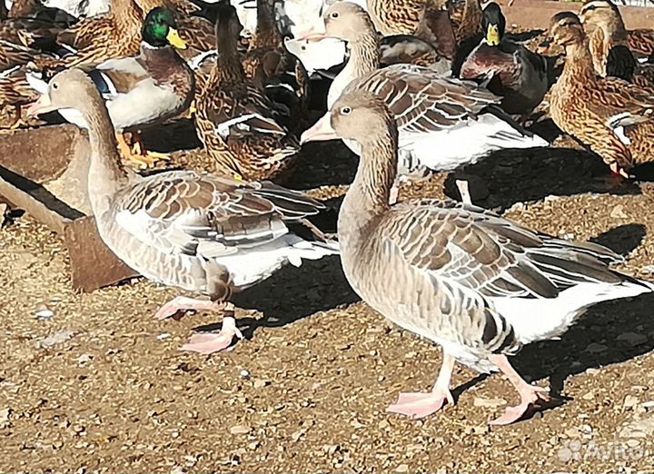 Подсадные утки, дикие гуси