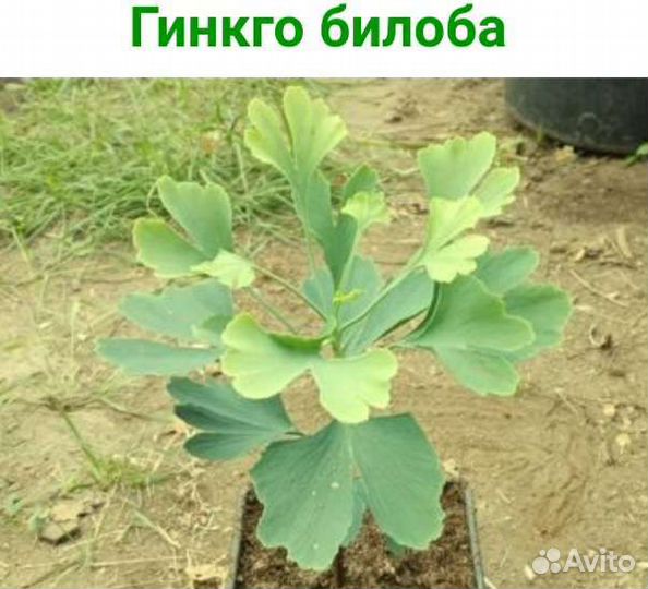 Саженцы Гинкго Билоба