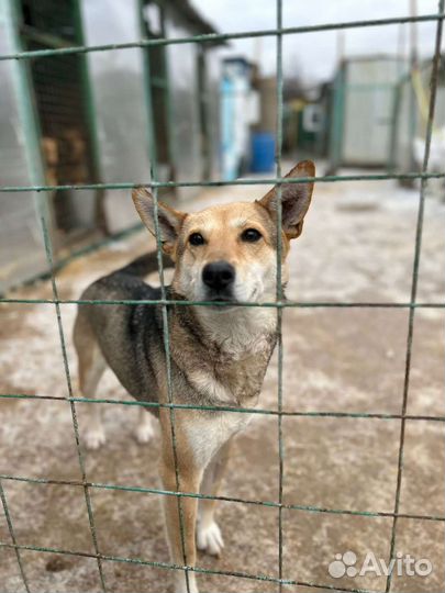 Собака для семьи