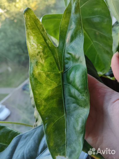 Алоказия лонгилоба вариегатная