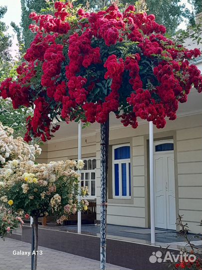 Роза на штамбе