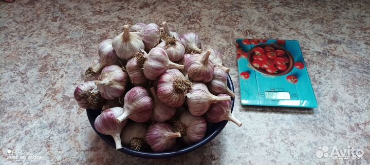 Чеснок
