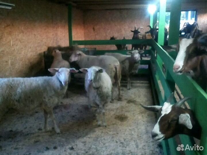 Овцы остфризской породы