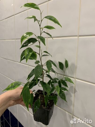 Фикус Бенджамина Кинки Вариегатный