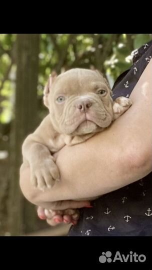 Мальчик Американского булли