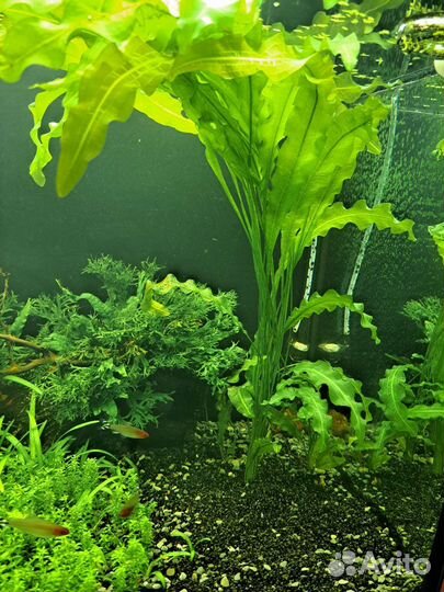 Аквариумные растения