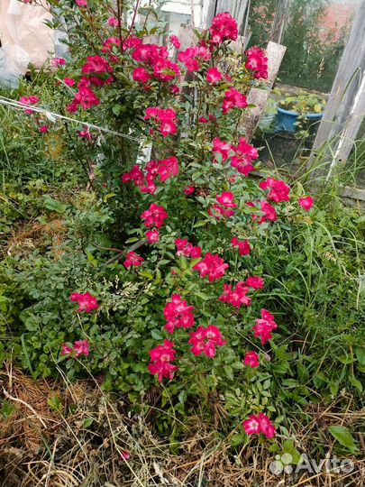 Саженцы кустовой розы