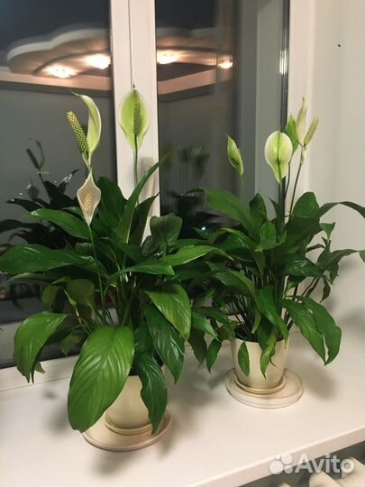 Спатифиллум