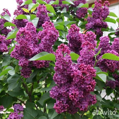 Сирени в Новосибирске