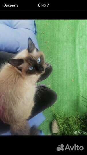 Невско маскарадный мальчик