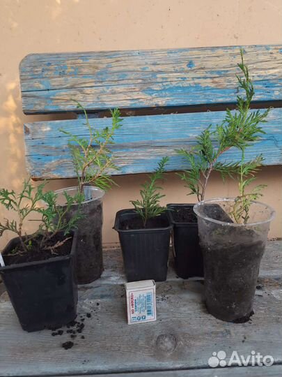 Туи разные (пересорт)